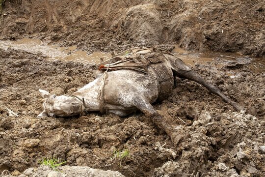 Draft horse, Horse fell and injured while carrying planks down a mountain, Imbabura province, Ecuador, South America