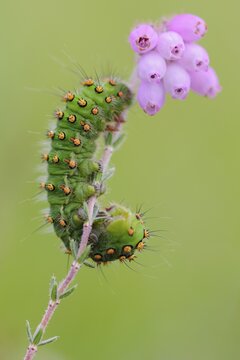 Caterpillar of a night peacock (Saturnia) on rosemary heath (Andromeda rosmarinifolia), Goldenstedter Moor, Oldenburger M&uuml;nsterland, Lower Saxony, Germany
