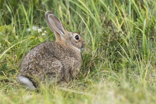 Wild common rabbit (Oryctolagus cuniculus), Texel, West Frisian Islands, Province of North Holland, Holland, The Netherlands