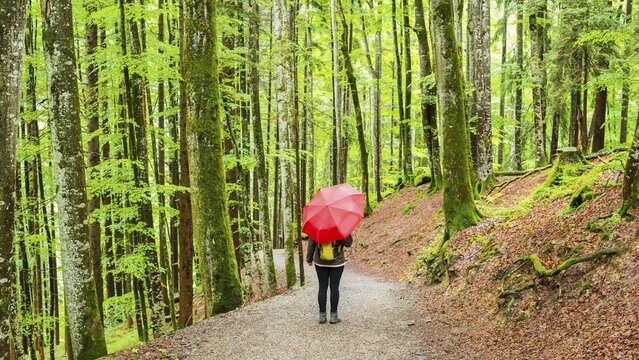Woman 50-55, hiking trail in the mountain forest, near Oberstdorf, Allg&auml;u, Bavaria, Germany
