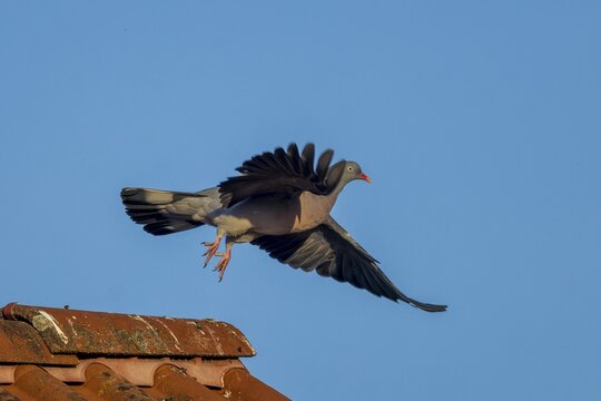 Pigeon flying over a tiled roof in front of a blue sky, wood pigeon (Columba palumbus), wildlife, Germany