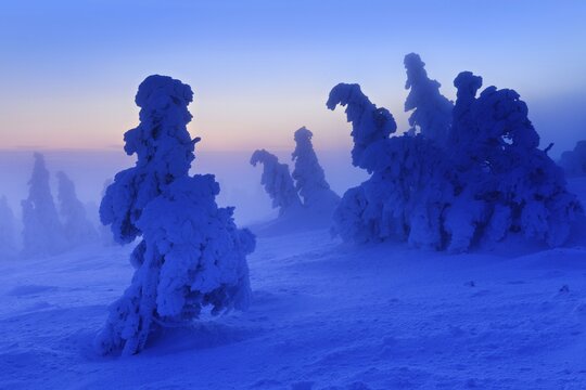 Before sunrise on the Brocken in winter, dawn, fog, deeply snow-covered crooked mountain spruces, Harz National Park, Saxony-Anhalt, Germany