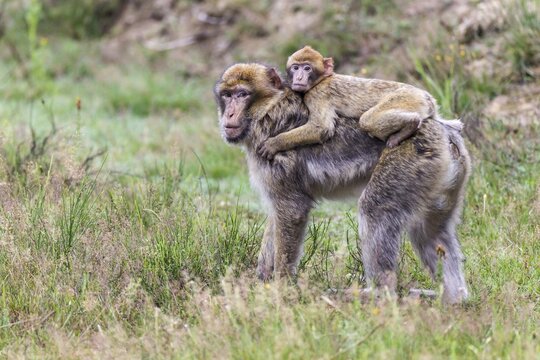 Barbary Macaque (Macaca sylvanus), adult and young, captive, Rhineland-Palatinate, Germany