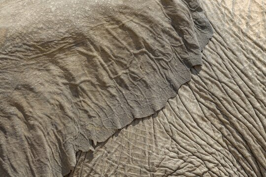 Ear and skin of a desert elephant (Loxodonta africana), detail, Huab dry river, Damaraland, Kunene region, Namibia