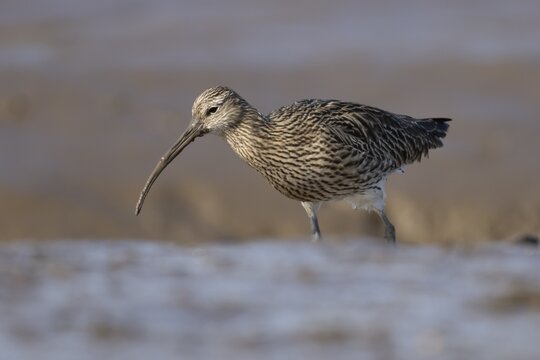 Eurasian curlew (Numenius arquata) adult wading bird walking on a mudflat, England, United Kingdom