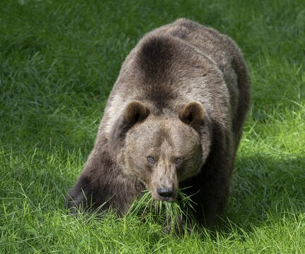 Brown bear (Ursus arctos) eating grass in a forest meadow, Germany