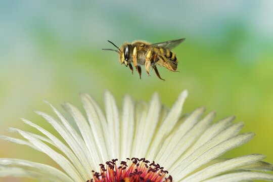 European wool carder bee (Anthidium manicatum) in flight at the flower of the ice plant (Dorotheanthus)