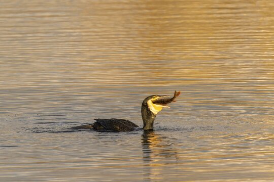 A cormorant has caught a fish and is holding it in its beak, Cormorant, (Phalacrocorax carbo), wildlife, Germany