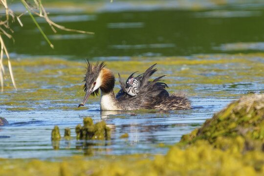 Great Crested Grebe with chick on its back has a fish in its beak, Great Crested Grebe, (Podiceps Scalloped ribbonfish), with chick, wildlife, Germany