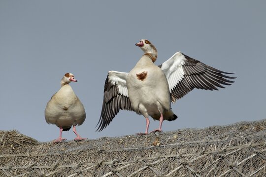 Egyptian goose (Alopochen aegyptiaca) two adult birds on a thatched roof, Norfolk, England, United kingdom