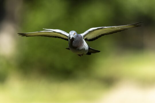 City dove (Columba livia forma domestica) in flight, wildlife, Germany