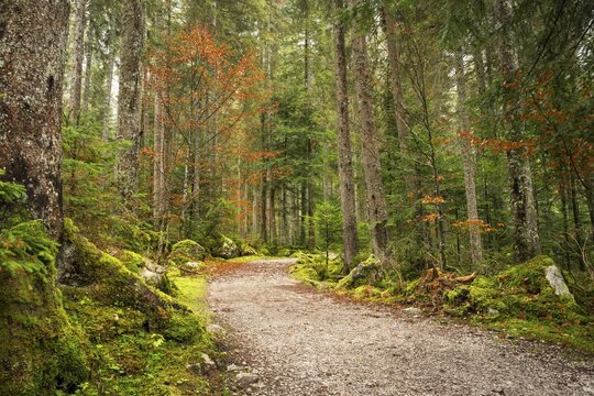 The hiking trail around the Vorderer Gosausee leads through the autumnal forest. Gosau, Gosau Valley, Salzkammergut, Upper Austria, Austria
