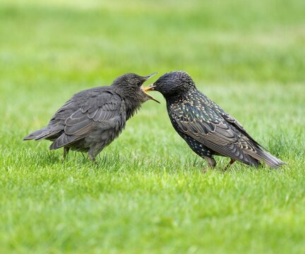 Starling (Sturnus vulgaris), adult bird feeding a young bird on a lawn in the garden, Lower Saxony, Germany