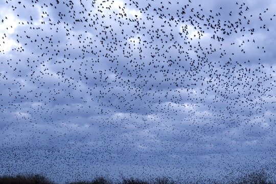 Starlings (Sturnus vulgaris) gather in a large flock on the German North Sea coast, autumn migration, spring migration, bird migration, assembly point, flight formation, storm, thunderstorm, Germany