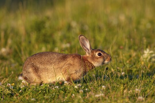 In the warm light of the evening sun, a wild rabbit (Oryctolagus cuniculus) searches for food in a meadow, Germany