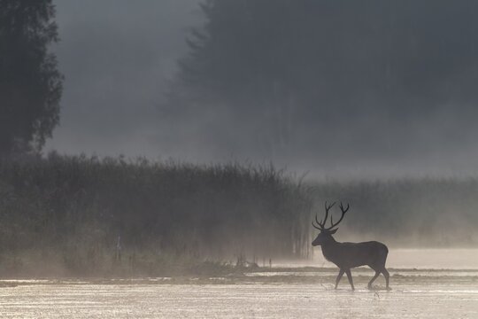 In a few seconds the red deer (Cervus elaphus) will have disappeared into the reed belt, morning mist, mystical, rutting season, rutting stags, September, Germany