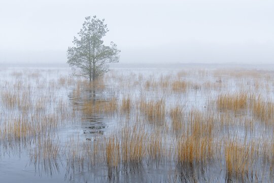 Pine in the mist in a swamp in Goldenstedt Moor, Goldenstedt, Lower Saxony, Germany