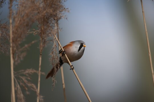Bearded tit or reedling (Panurus biarmicus) adult male bird on a Common reed stem in a reedbed, England, United Kingdom