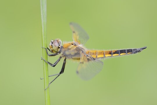 Four-spotted dragonfly (Libellula quadrimaculata), female, North Rhine-Westphalia, Germany