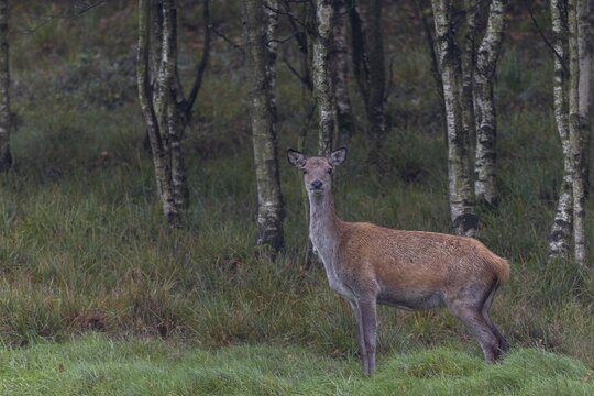 Rarely have I been able to observe such a strikingly beautiful red deer (Cervus elaphus), just look at the black-rimmed eavesdroppers and the eyes, rutting season, rutting season, deer rut, October, Denmark