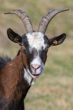 Tauernschecken domestic goat, Eggen-Hof, Vomp, Tyrol, Austria