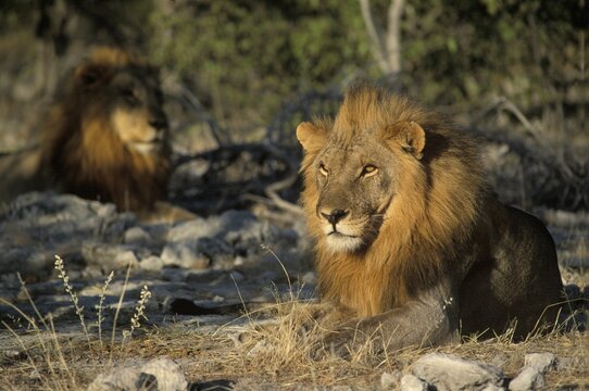 Male lion lying with a second lion in the background Etosha Namibia