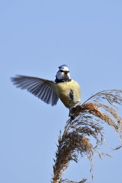 Blue tit (Cyanistes caeruleus, Parus caeruleus) sitting on reeds (Phragmites australis), North Rhine-Westphalia, Germany