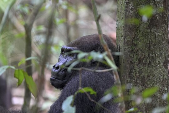 Western lowland gorilla (Gorilla gorilla gorilla), male animal, silverback, Loango National Park, Parc National de Loango, Ogoou&eacute;-Maritime Province, Gabon