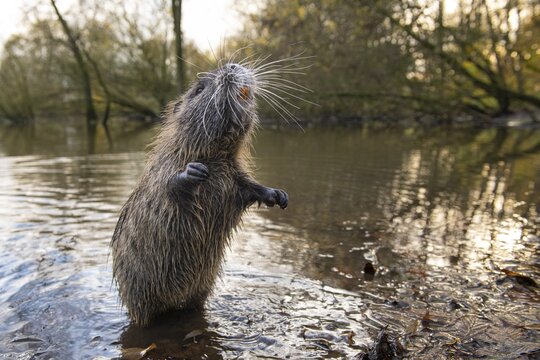 Nutria (Myocastor coypus) in a body of water, Osnabr&uuml;ck, Lower Saxony, Germany