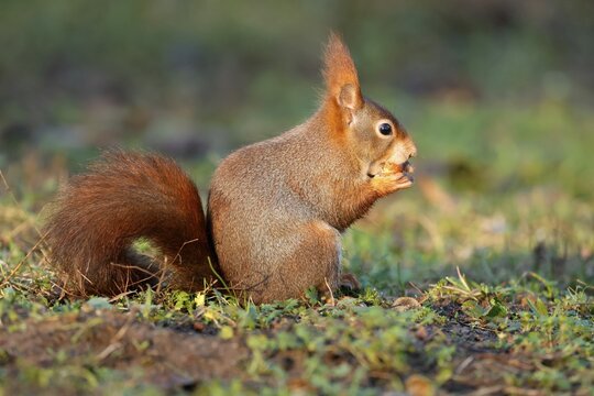 Eurasian red squirrel (Sciurus vulgaris) eating a nut, wildlife, Germany