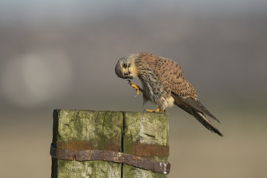 Common kestrel (Falco tinnunculus) adult male bird preening on a wooden fence post, Kent, England, United Kingdom