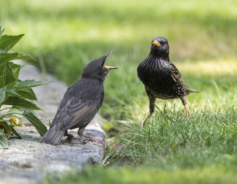 Common starling (Sturnus vulgaris) young bird and adult bird, the young bird begs for food with open beak, Lower Saxony, Germany