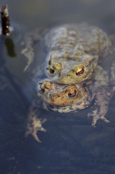 Common toad (Bufo bufo), pair and spawning lines in the water, North Rhine-Westphalia, Germany