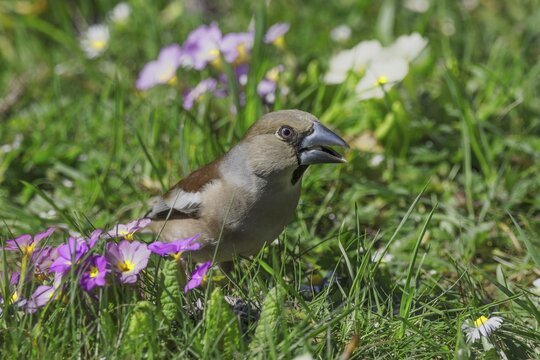 A female hawfinch (Coccothraustes coccothraustes) sits between flowering primroses in a meadow in a spring-like atmosphere, Baden-W&uuml;rttemberg, Germany