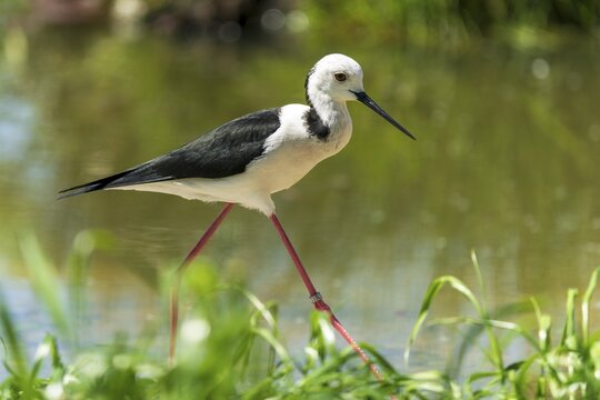 Black and white bird with red leg on green background in water, Black Black-winged Stilt (Himantopus himantopus), France