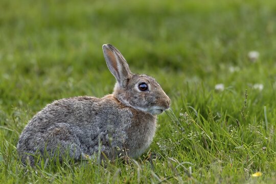 Moorland meadows offer the wild rabbit (Oryctolagus cuniculus) a rich food spectrum, Germany