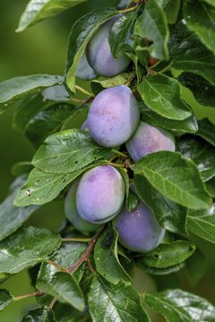 Ripe Plums (Prunus domestica) hanging on the tree, near B&uuml;hl, Rastatt district, Black Forest, Baden-W&uuml;rttemberg, Germany