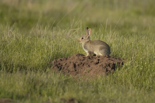Rabbit (Oryctolagus cuniculus) juvenile baby bunny animal on a mole hill in grassland in summer, Suffolk, England, United Kingdom