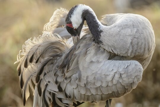 Crane (Grus grus) at the plumage care, V&auml;sterg&ouml;tland, Sweden