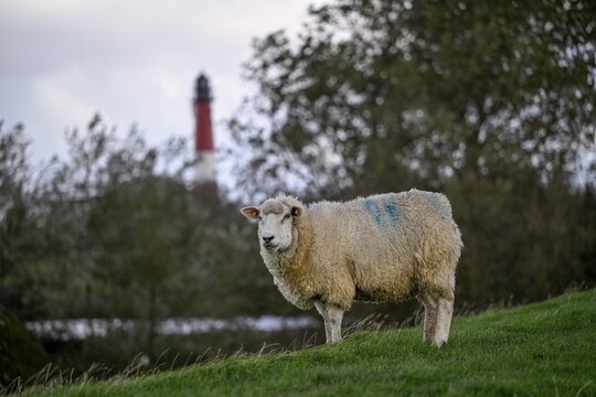 Sheep in front of the lighthouse, Pellworm Island, Schleswig-Holstein Wadden Sea National Park, North Frisia, Germany
