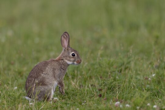 Wild rabbits (Oryctolagus cuniculus) Young animals forage independently a few weeks after birth, upright, Germany