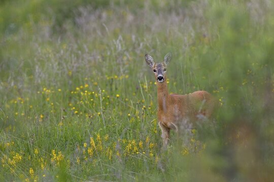 A doe (Capreolus capreolus) on one of the beautiful wildflower meadows in the High Tatras in Slovakia, June, High Tatras, Slovakia