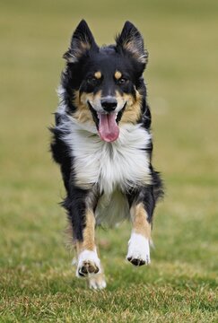 Mixed breed dog between Border Collie and Australian Shepherd jumps across meadow, Switzerland