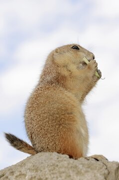 Black-tailed prairie dog (Cynomys ludovicianus), foraging, captive, occurring in North America