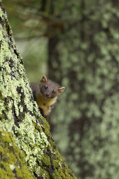 European pine marten (Martes martes) adult on a Scots pine tree trunk, Ardnamurchan, Scotland, United Kingdom