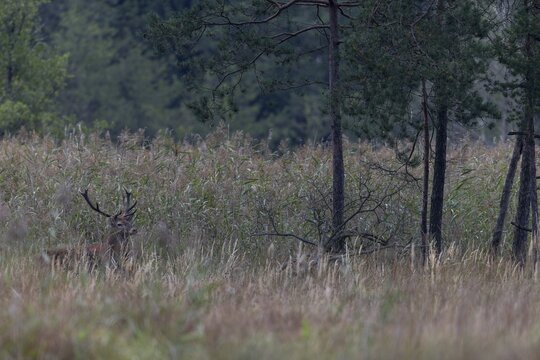 After a long wait, a red deer (Cervus elaphus) finally emerges from the reed belt, rutting season, Germany