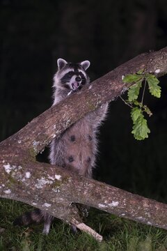 Raccoon (Procyon lotor), Rhineland-Palatinate, Germany