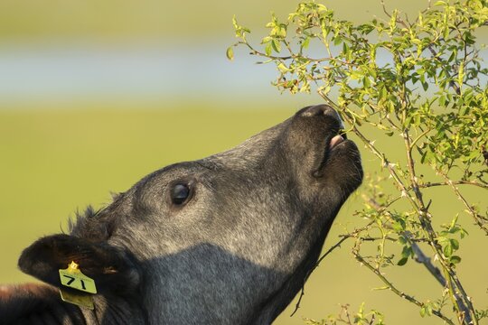 Domestic cattle or cow (Bos taurus) adult farm animal eating a wild rose bush in a hedgerow, England, United Kingdom