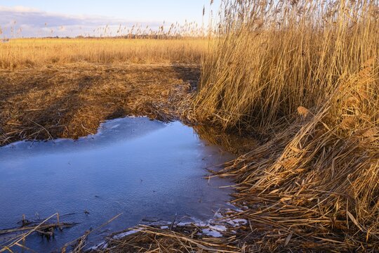 Winter landscape at the D&uuml;mmer with reeds and thatch, H&uuml;de, Lower Saxony, Germany