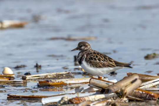 Ruddy Turnstone among razor shells